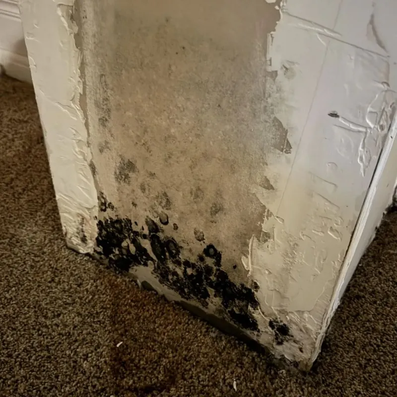 Professional Mold Removal in Lincoln Park, PA